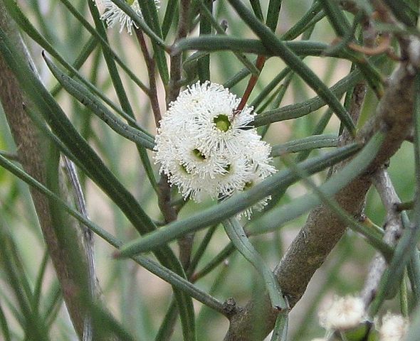 Eukalyptus (Quelle: wikipedia, Melburnian)