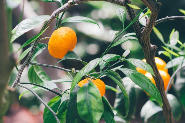 Orangenfrüchte am Baum (Quelle: pexels.com/@tookapic)